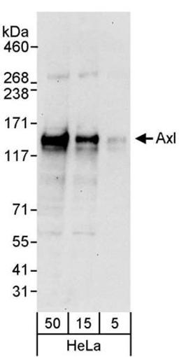 Detection of human Axl by western blot.