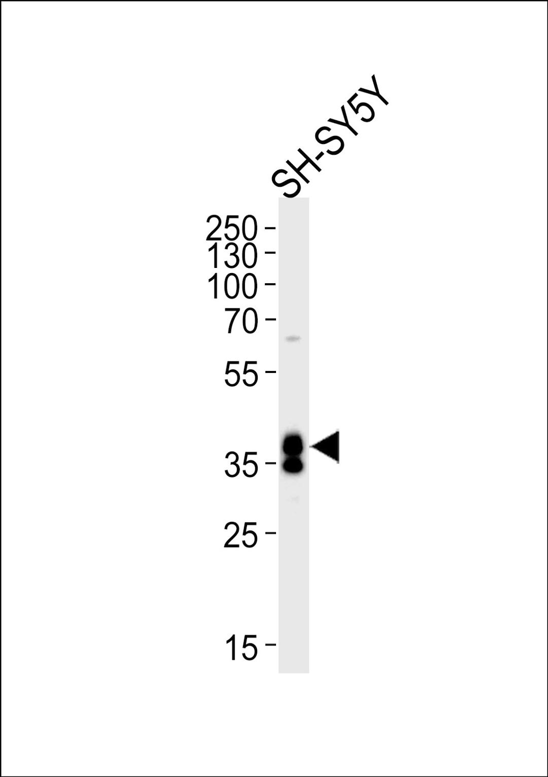 Western blot analysis of lysate from SH-SY5Y cell line, using MSI1 Antibody at 1:1000 at each lane.