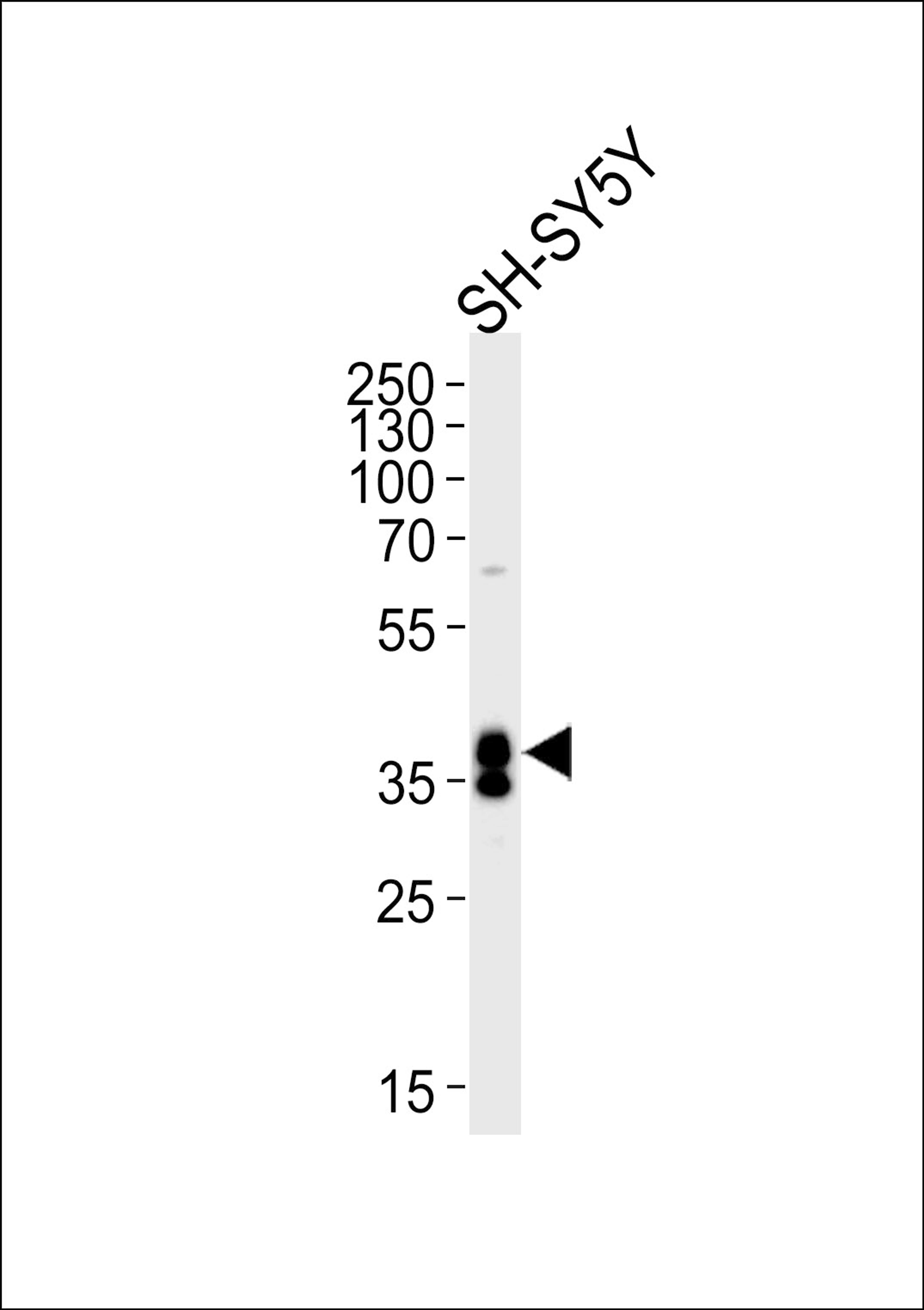 Western blot analysis of lysate from SH-SY5Y cell line, using MSI1 Antibody at 1:1000 at each lane.