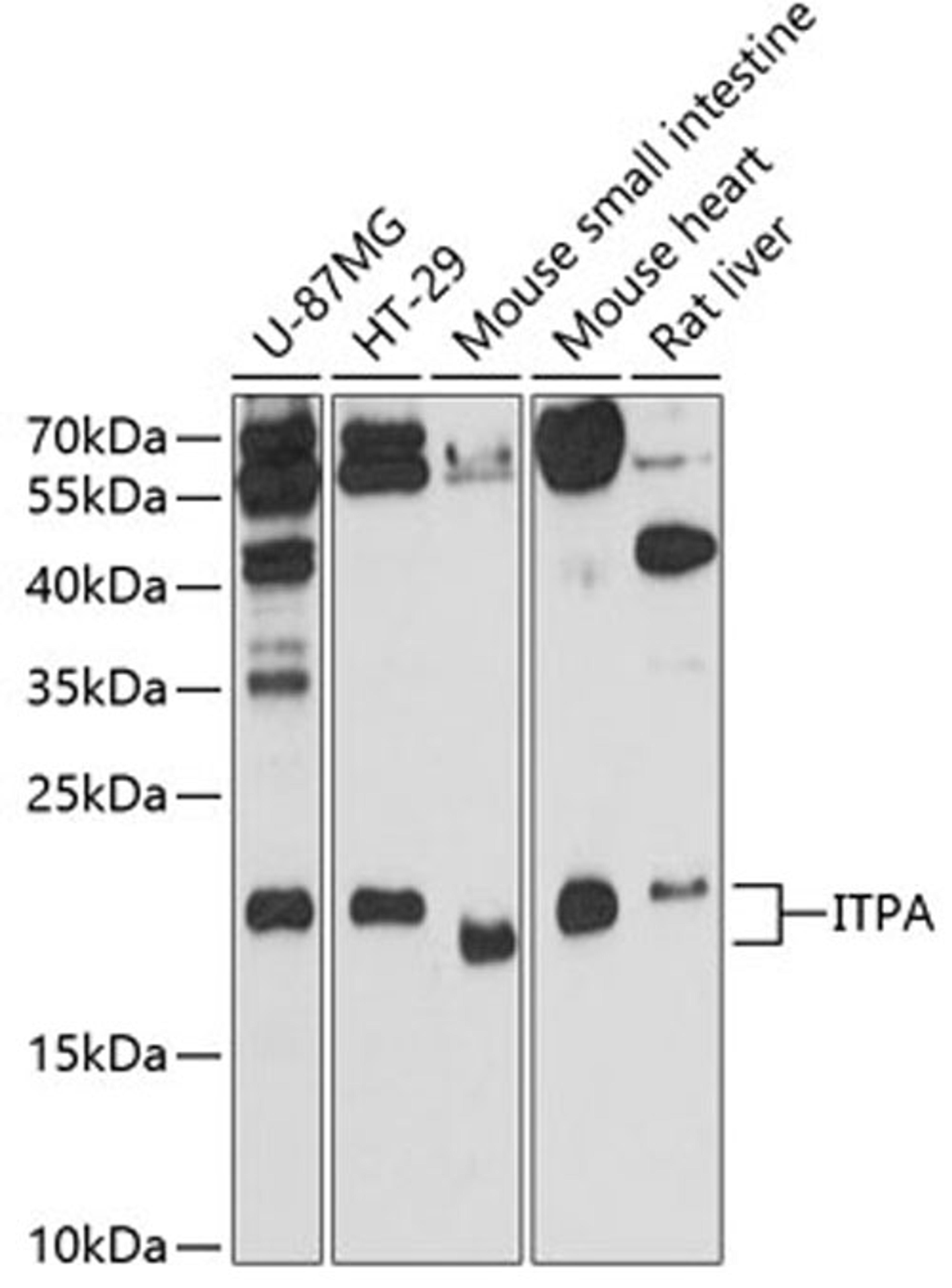 Western blot - ITPA antibody (A1221)