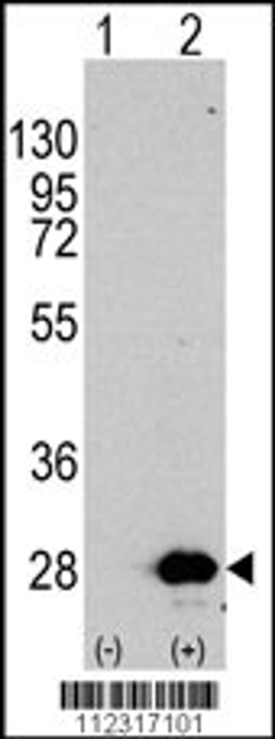 Western blot analysis of HSPB1 using rabbit polyclonal HSPB1 Antibody (S82) using 293 cell lysates (2 ug/lane) either nontransfected (Lane 1) or transiently transfected with the HSPB1 gene (Lane 2).