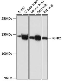 Western blot - FGFR2 antibody (A19051)