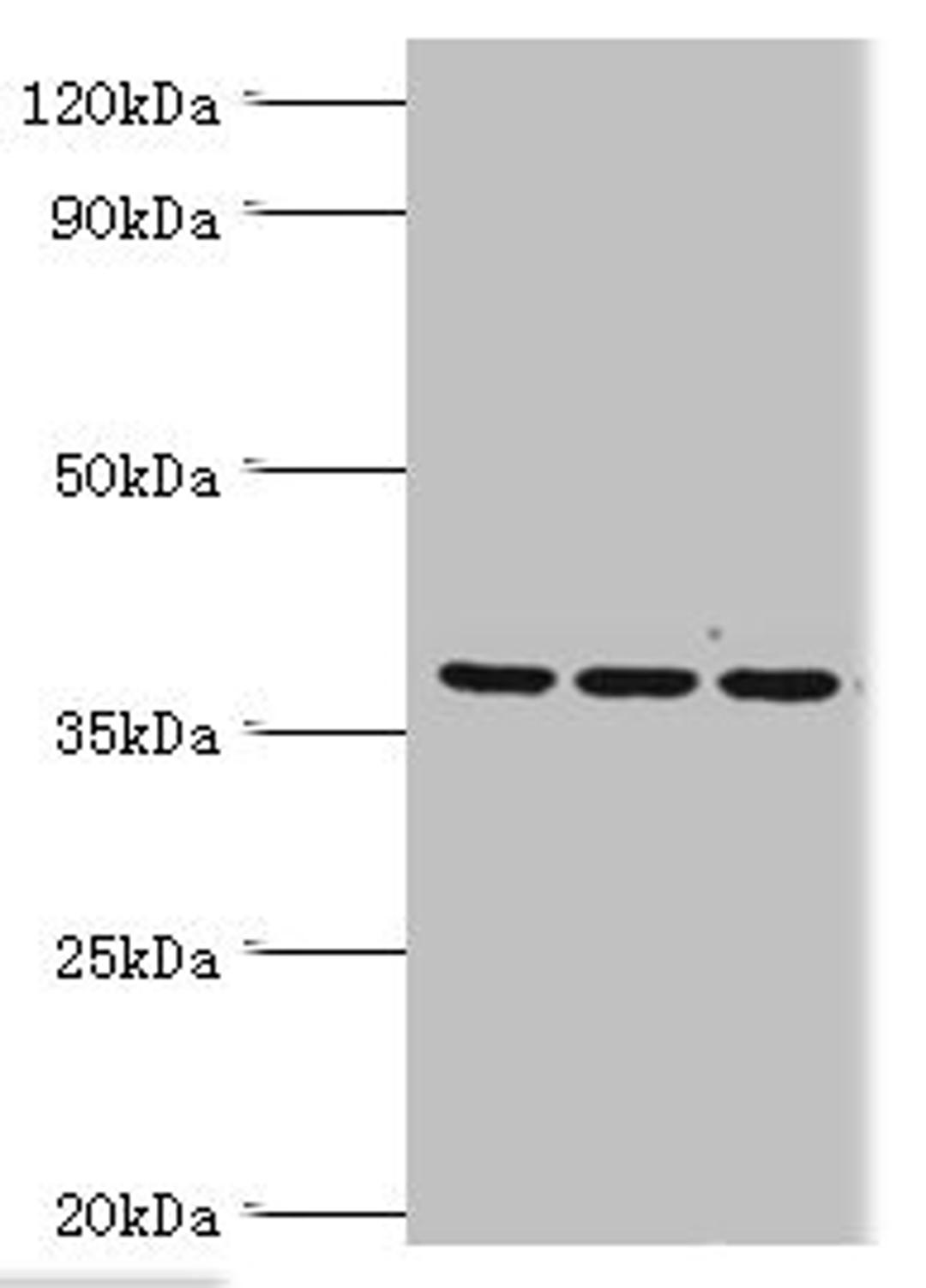 Western blot. All lanes: 39S ribosomal protein L1, mitochondrial antibody at 2ug/ml. Lane 1: Hela whole cell lysate. Lane 2: K562 whole cell lysate. Lane 3: HepG2 whole cell lysate. Secondary. Goat polyclonal to rabbit IgG at 1/10000 dilution. Predicted band size: 39 kDa. Observed band size: 39 kDa. 