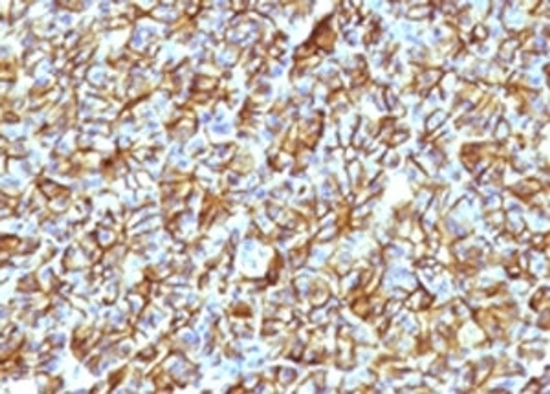 IHC testing of FFPE human pancreas with SPTBN2 antibody (clone SCNB3-1).