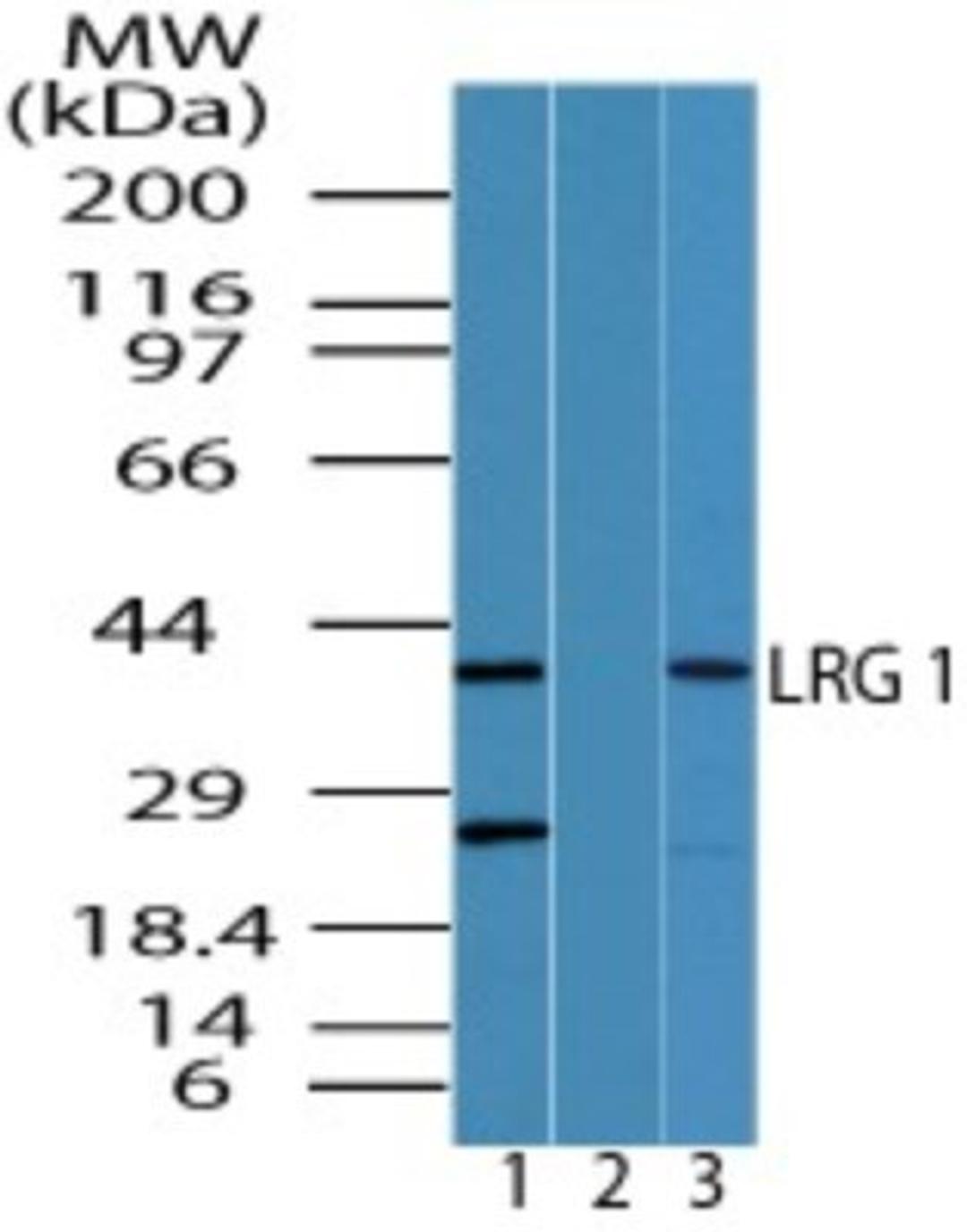 Western Blot: LRG1 Antibody [NBP2-24603] - Analysis of LRG1 in HCT-116 cell lysate in the 1) absence and 2) presence of immunizing peptide and 3) mouse colon lysate using this antibody. 5 ug/ml, 0.5 ug/ml and 2.0 ug/ml.