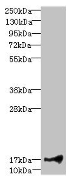 Western blot. All lanes: LITAFantibody at 1.91ug/ml + Hela whole cell lysate. Secondary. Goat polyclonal to rabbit IgG at 1/10000 dilution. Predicted band size: 18, 24, 16 kDa. Observed band size: 18 kDa.