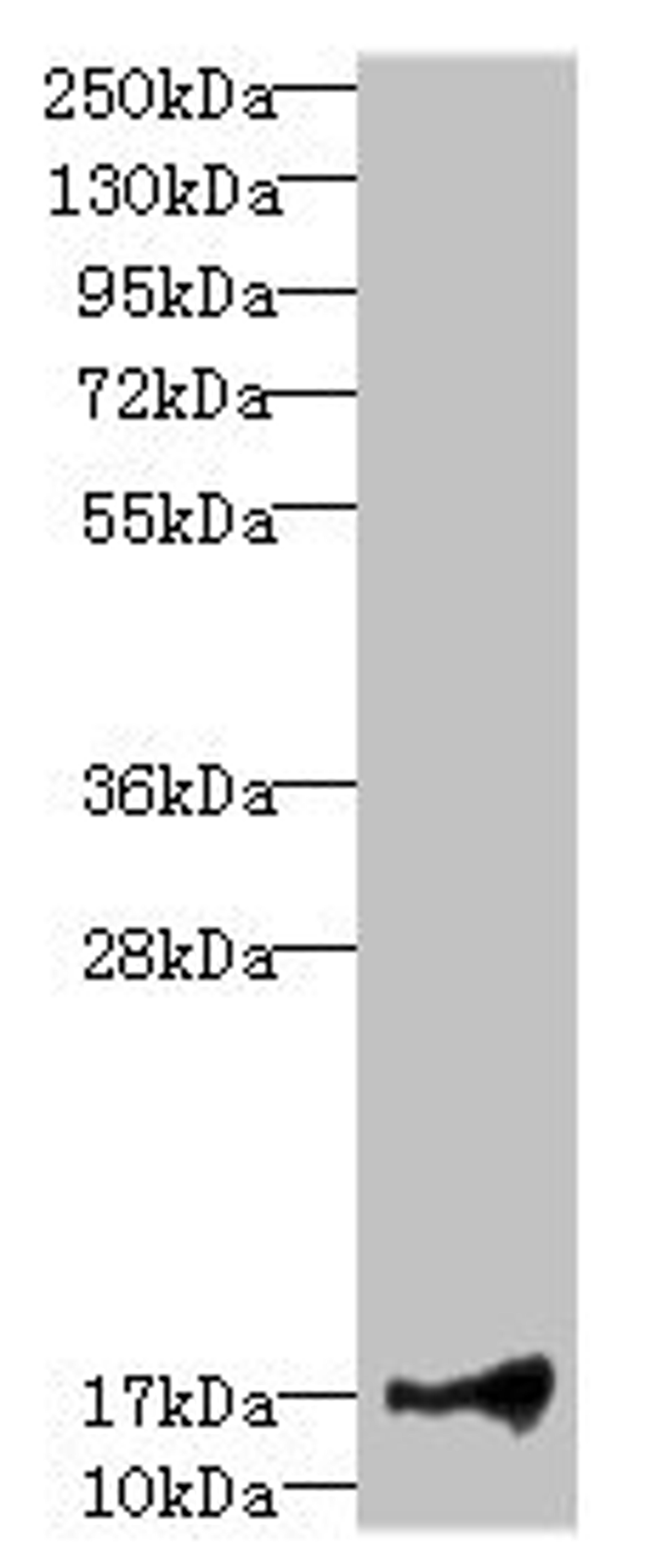 Western blot. All lanes: LITAFantibody at 1.91ug/ml + Hela whole cell lysate. Secondary. Goat polyclonal to rabbit IgG at 1/10000 dilution. Predicted band size: 18, 24, 16 kDa. Observed band size: 18 kDa.