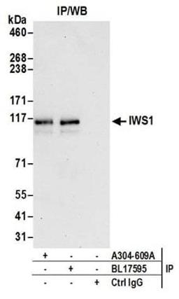 Detection of human IWS1 by western blot of immunoprecipitates.