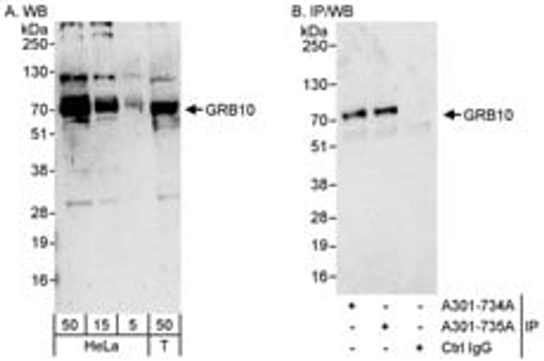 Detection of human GRB10 by western blot and immunoprecipitation.