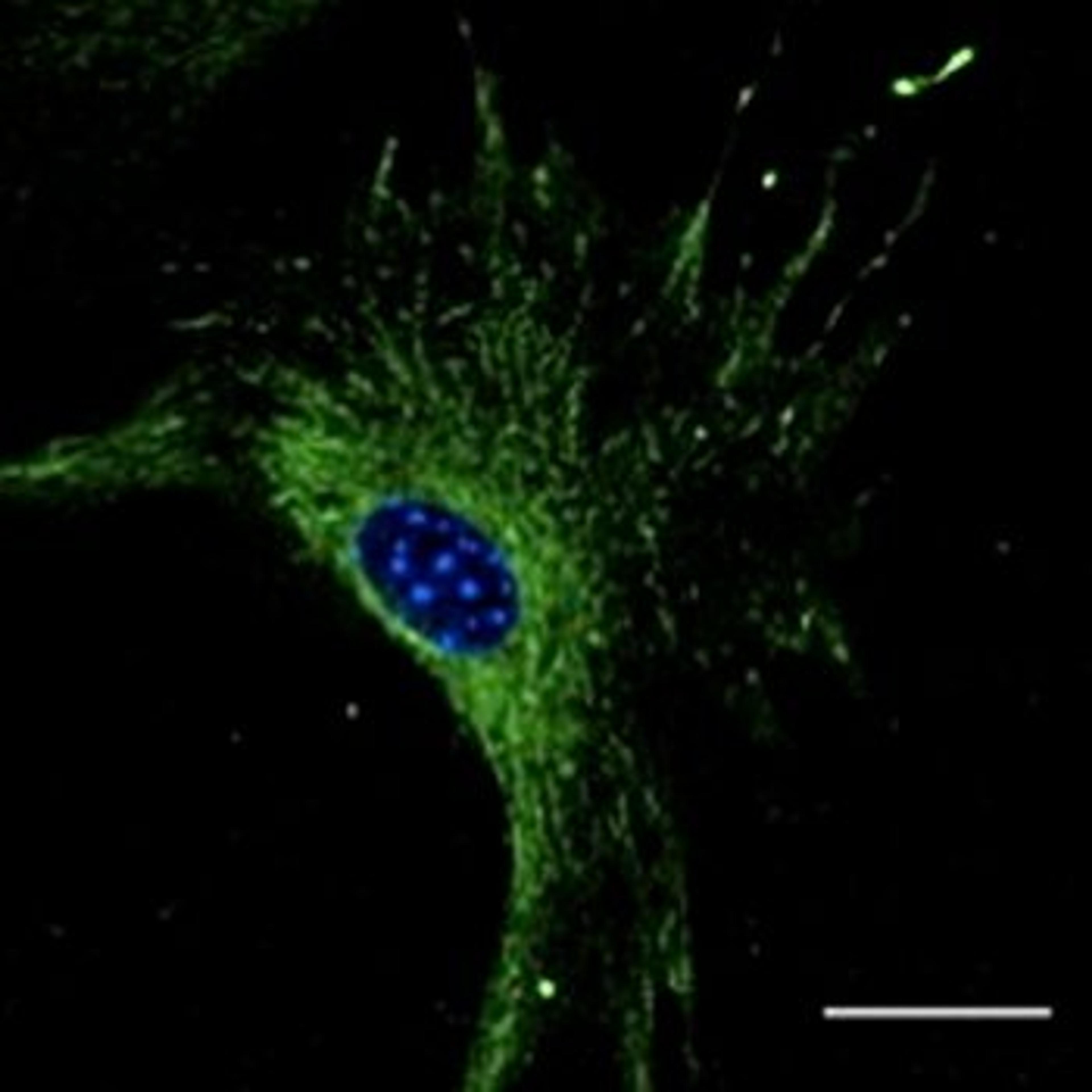 Confocal immunofluoroscence analysis of B6-RPE07 using Rab27 antibody.