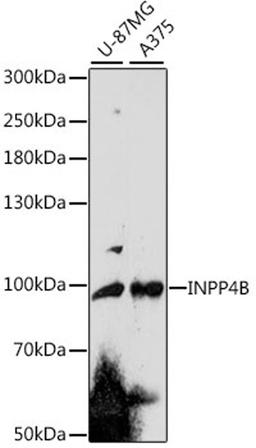 Western blot - INPP4B antibody (A16461)