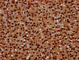 IHC image of CSB-PA010429OA08npropHU diluted at 1:10 and staining in paraffin-embedded human adrenal gland tissue performed on a Leica BondTM system. After dewaxing and hydration, antigen retrieval was mediated by high pressure in a citrate buffer (pH 6.0). Section was blocked with 10% normal goat serum 30min at RT. Then primary antibody (1% BSA) was incubated at 4°C overnight. The primary is detected by a biotinylated secondary antibody and visualized using an HRP conjugated SP system.