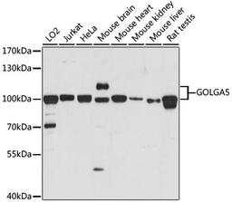 Western blot - GOLGA5 antibody (A15768)