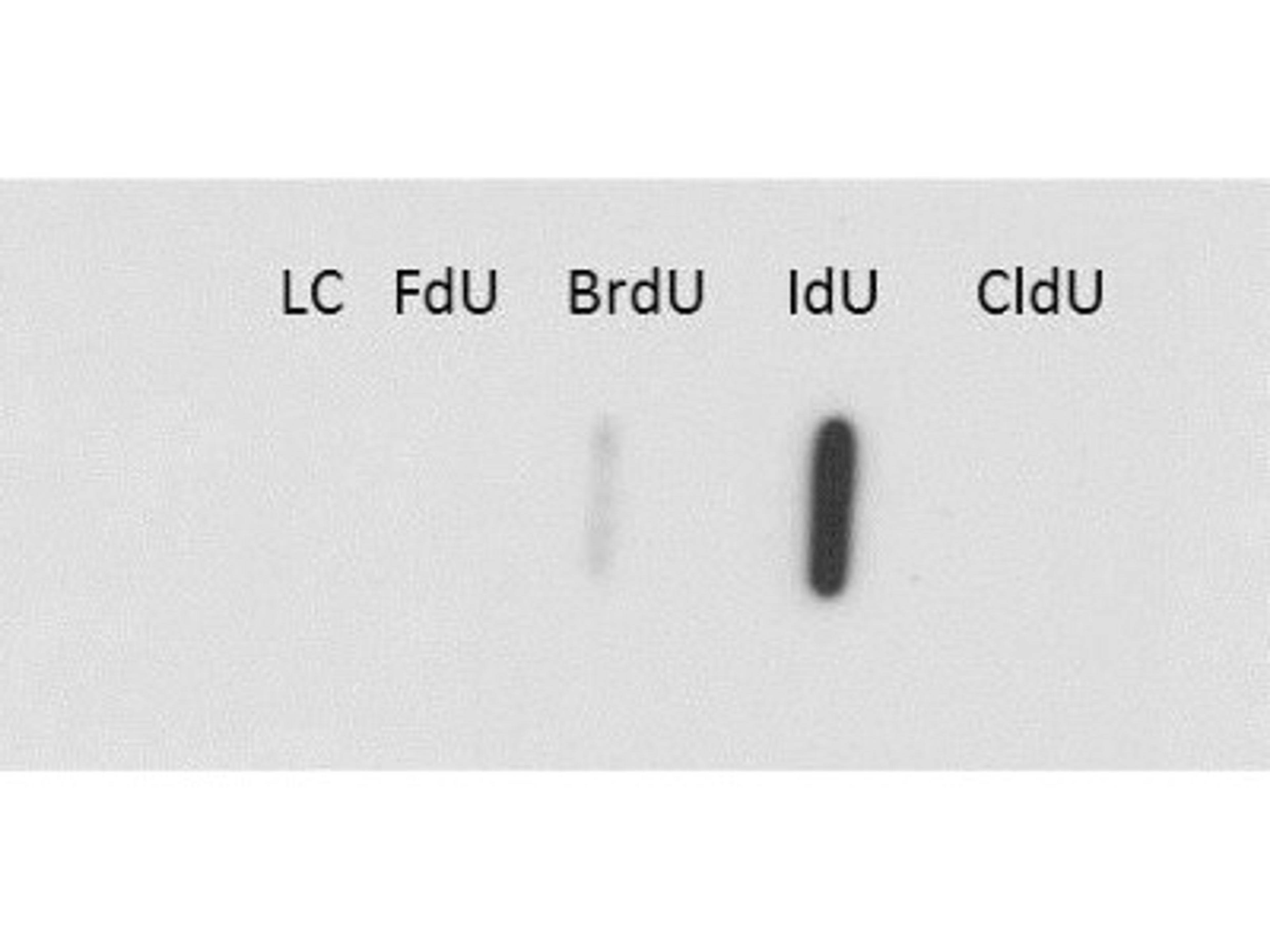 Dot Blot: Iododeoxyuridine/IdU Antibody (32D8.D9) [NBP2-44056] - Lane 1: loading control. Lane 2: FdU. Lane 3: BrdU. Lane 4: IdU. Lane 5 CldU. Load: 20 Ug per lane.