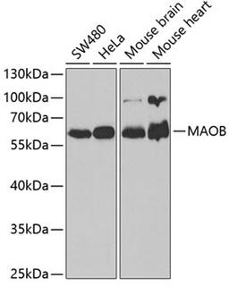 Western blot - MAOB antibody (A1568)