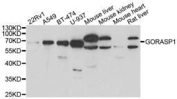 Western blot analysis of extracts of various cell lines using GORASP1 antibody