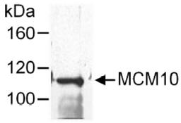 Western Blot: MCM10 Antibody [NB100-253] - Detection of Human MCM10 on HeLa whole cell lysate using NB100-253.