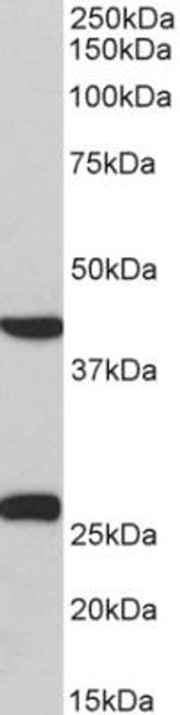 Western Blot: MKP-3/DUSP6 Antibody [NBP2-26174] - Pig Heart lysate (35 ug protein in RIPA buffer). Primary incubation was 1 hour. Detected by chemiluminescence.