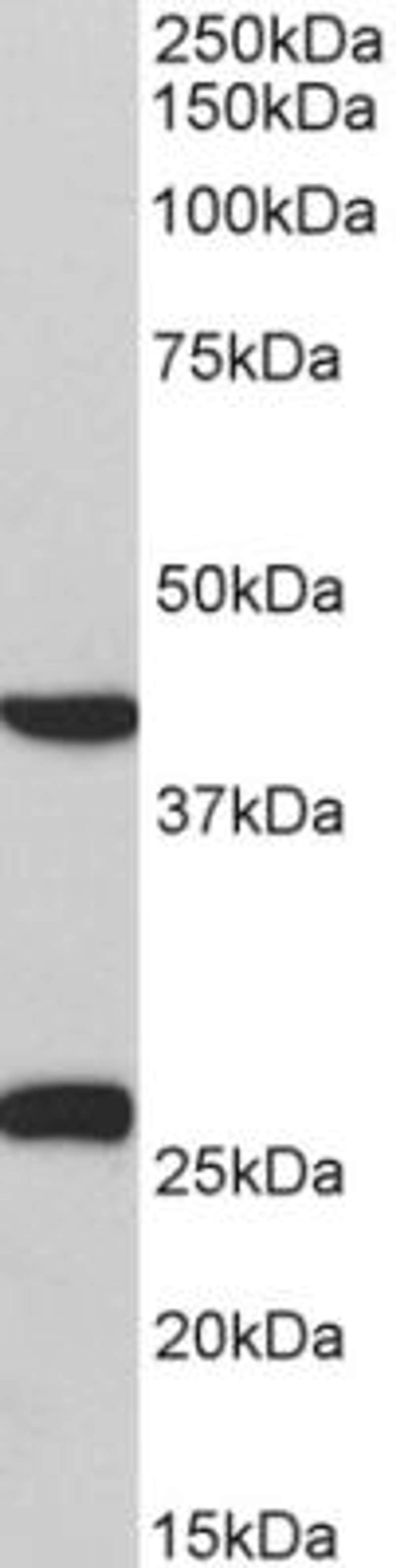 Western Blot: MKP-3/DUSP6 Antibody [NBP2-26174] - Pig Heart lysate (35 ug protein in RIPA buffer). Primary incubation was 1 hour. Detected by chemiluminescence.