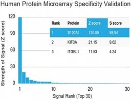 Analysis of HuProt(TM) microarray containing more than 19,000 full-length human proteins using S100A1 antibody (clone S100A1/1942).  Z- and S- score: The Z-score represents the strength of a signal that an antibody (in combination with a fluorescently-tag