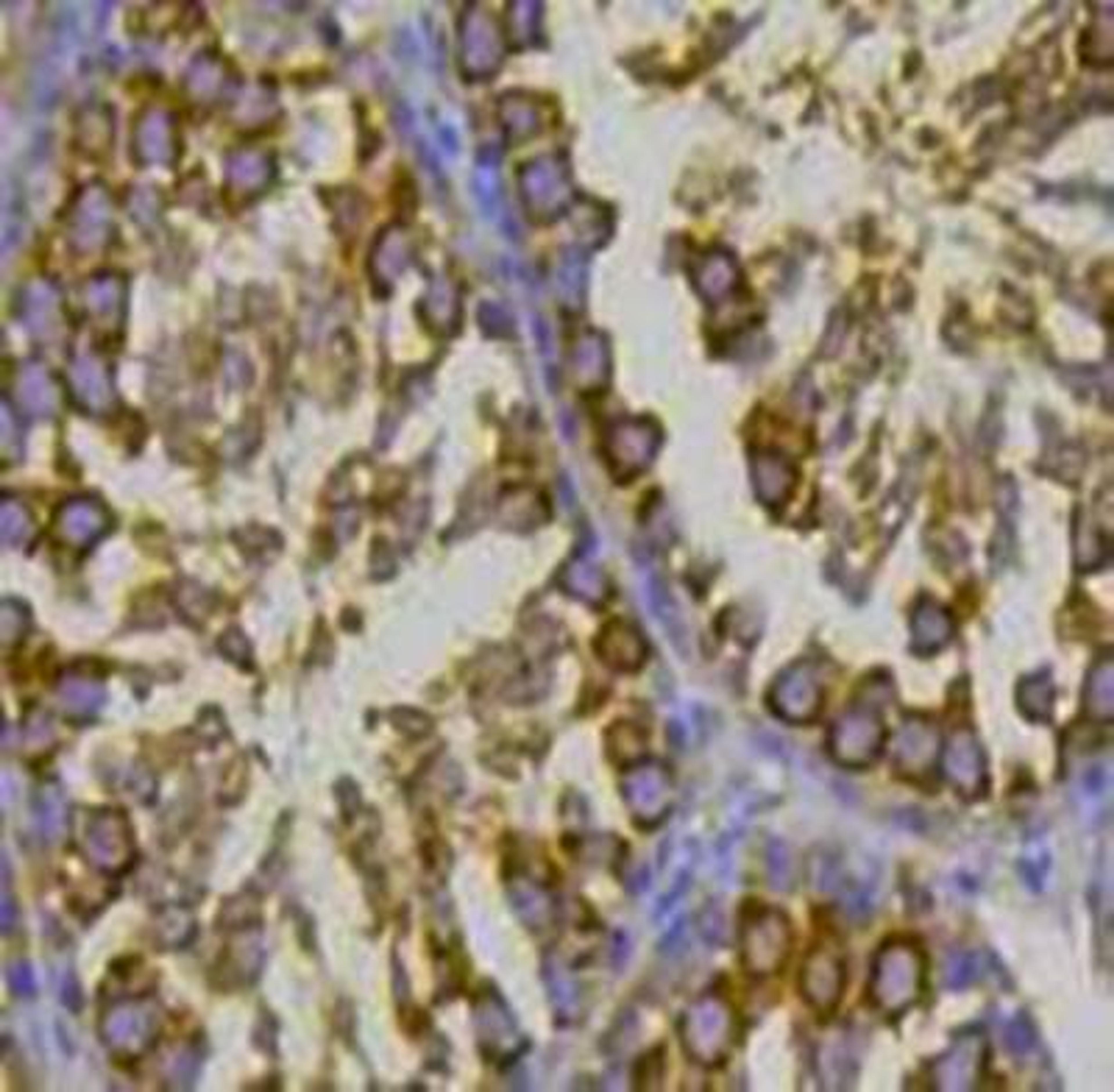 Immunoistochemical staining of mouse testis tissue using HSP70 antibody