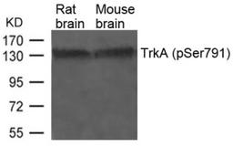 Western blot analysis of lysed extracts from Rat and Mouse brain tissue using TrkA (Phospho-Ser791).