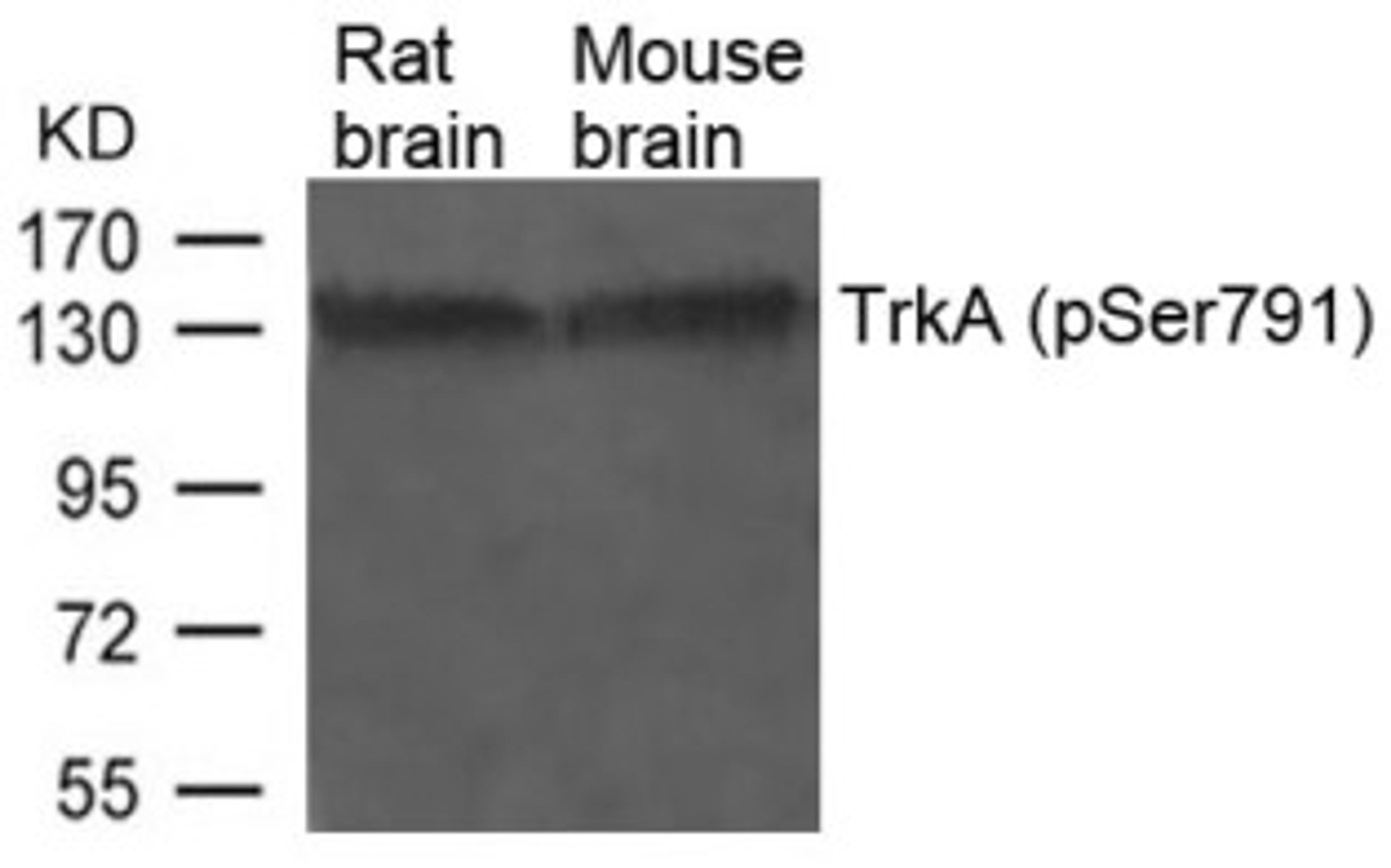 Western blot analysis of lysed extracts from Rat and Mouse brain tissue using TrkA (Phospho-Ser791).