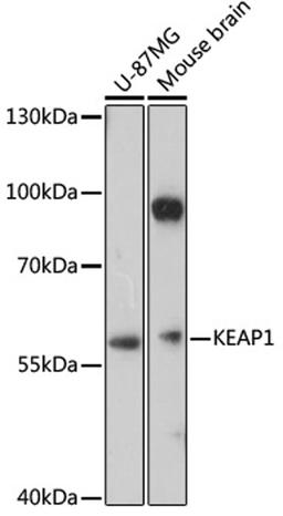 Western blot - KEAP1 antibody (A17062)