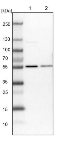 Western Blot: MST3 Antibody [NBP1-87833] - Lane 1: NIH-3T3 cell lysate (Mouse embryonic fibroblast cells)<br/>Lane 2: NBT-II cell lysate (Rat Wistar bladder tumour cells)