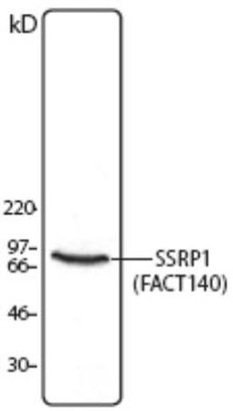 Western Blot: SSRP1 Antibody (10D1) [NB100-78323] - la cell lysate was resolved by electrophoresis, transferred to nitrocellulose, and probed with monoclonal anti-SSRP1 antibody. Proteins were detected using a goat anti-mouse Ig secondary conjugated to HRP and a chemiluminescence detection system.