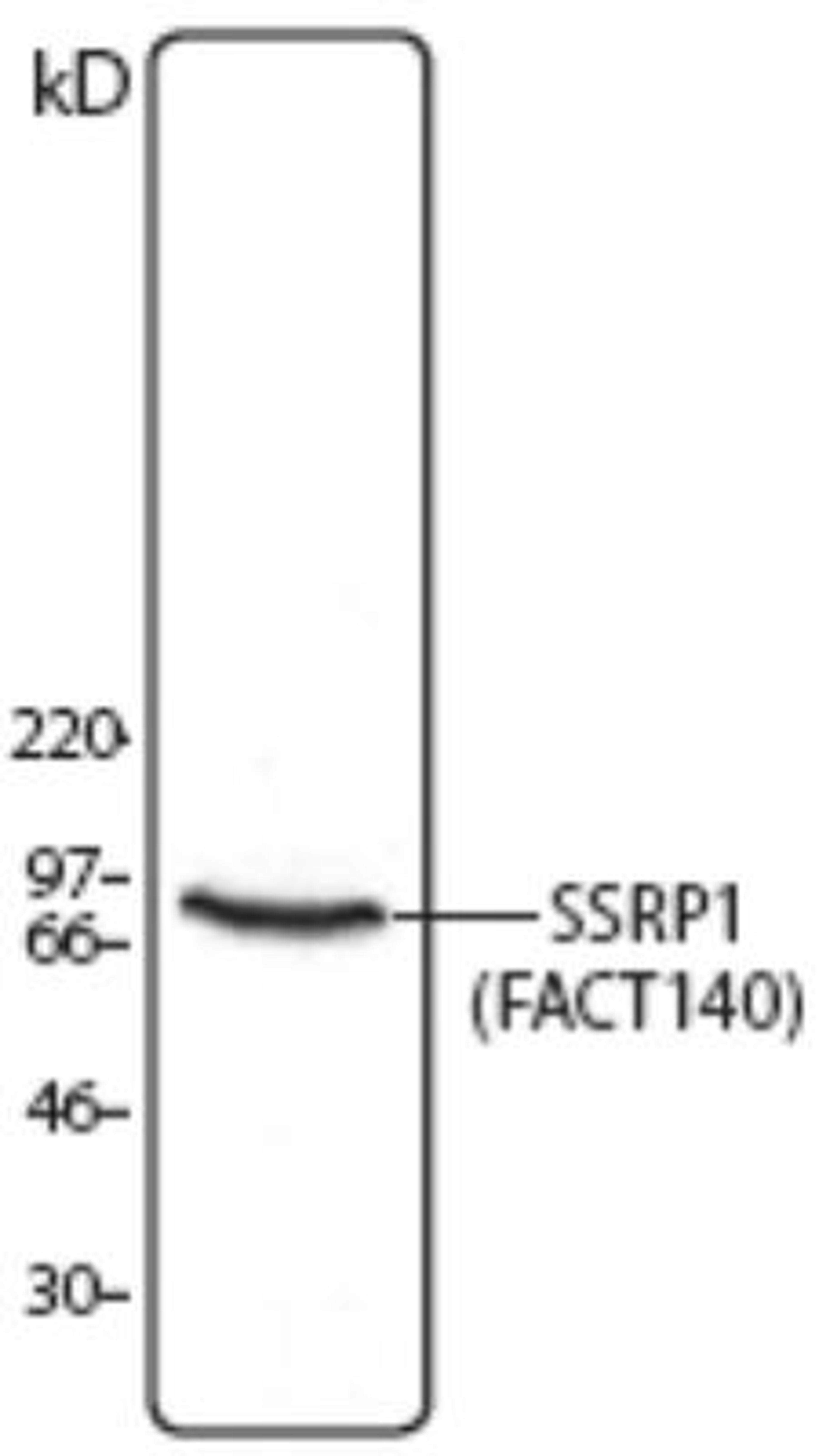 Western Blot: SSRP1 Antibody (10D1) [NB100-78323] - la cell lysate was resolved by electrophoresis, transferred to nitrocellulose, and probed with monoclonal anti-SSRP1 antibody. Proteins were detected using a goat anti-mouse Ig secondary conjugated to HRP and a chemiluminescence detection system.