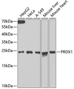 Western blot - PRDX1 antibody (A13524)