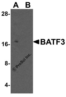 Western blot analysis of BATF3 in 293 cell lysate with BATF3 antibody at 0.5 μg/ml in (A) the absence and (B) the presence of blocking peptide.