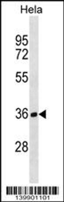 Western blot analysis in Hela cell line lysates (35ug/lane).