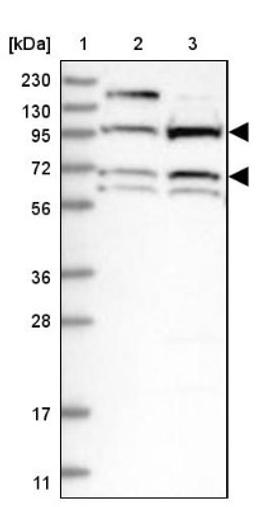 Western Blot: BANK1 Antibody [NBP1-88714] - Lane 1: Marker [kDa] 230, 130, 95, 72, 56, 36, 28, 17, 11<br/>Lane 2: Human cell line RT-4<br/>Lane 3: Human cell line U-251MG sp