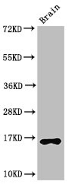 Western Blot. Positive WB detected in: Mouse brain tissue. All lanes: HIST1H3A antibody at 2.5µg/ml. Secondary. Goat polyclonal to rabbit IgG at 1/50000 dilution. Predicted band size: 16 kDa. Observed band size: 16 kDa