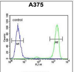 Flow Cytometry: ITPA Antibody [NBP2-30059] - Flow cytometric analysis of A375 cells (right histogram) compared to a negative control cell (left histogram).FITC-conjugated goat-anti-rabbit secondary antibodies were used for the analysis.