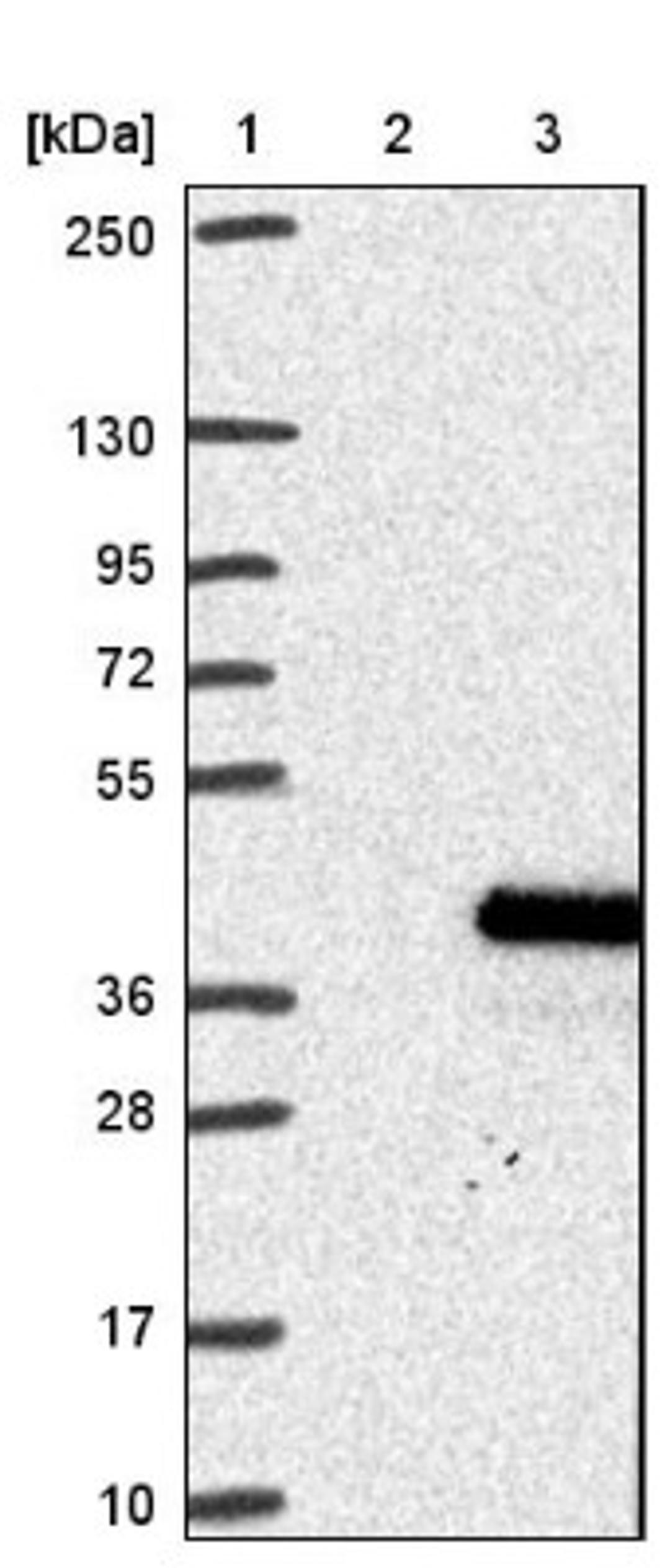 Western Blot: TEX26 Antibody [NBP1-81087] - Lane 1: Marker [kDa] 250, 130, 95, 72, 55, 36, 28, 17, 10<br/>Lane 2: Negative control (vector only transfected HEK293T lysate)<br/>Lane 3: Over-expression lysate (Co-expressed with a C-terminal myc-DDK tag (~3.1 kDa) in mammalian HEK293T cells, LY407630)