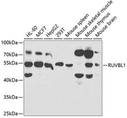 Western blot - RUVBL1 antibody (A5723)