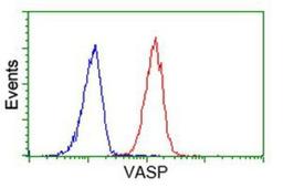 Flow Cytometry: VASP Antibody (4D6) [NBP2-00555] - Analysis of Hela cells, using anti-VASP antibody, (Red), compared to a nonspecific negative control antibody (Blue).