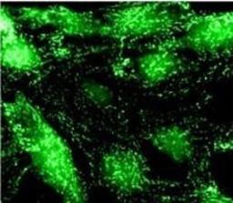 Immunocytochemistry/Immunofluorescence: alpha Adaptin Antibody (AC1-M11) [NB300-721] - Shows immunolocalization of alpha-adaptin in NRK cells.