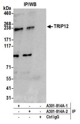 Detection of human TRIP12 by western blot of immunoprecipitates.