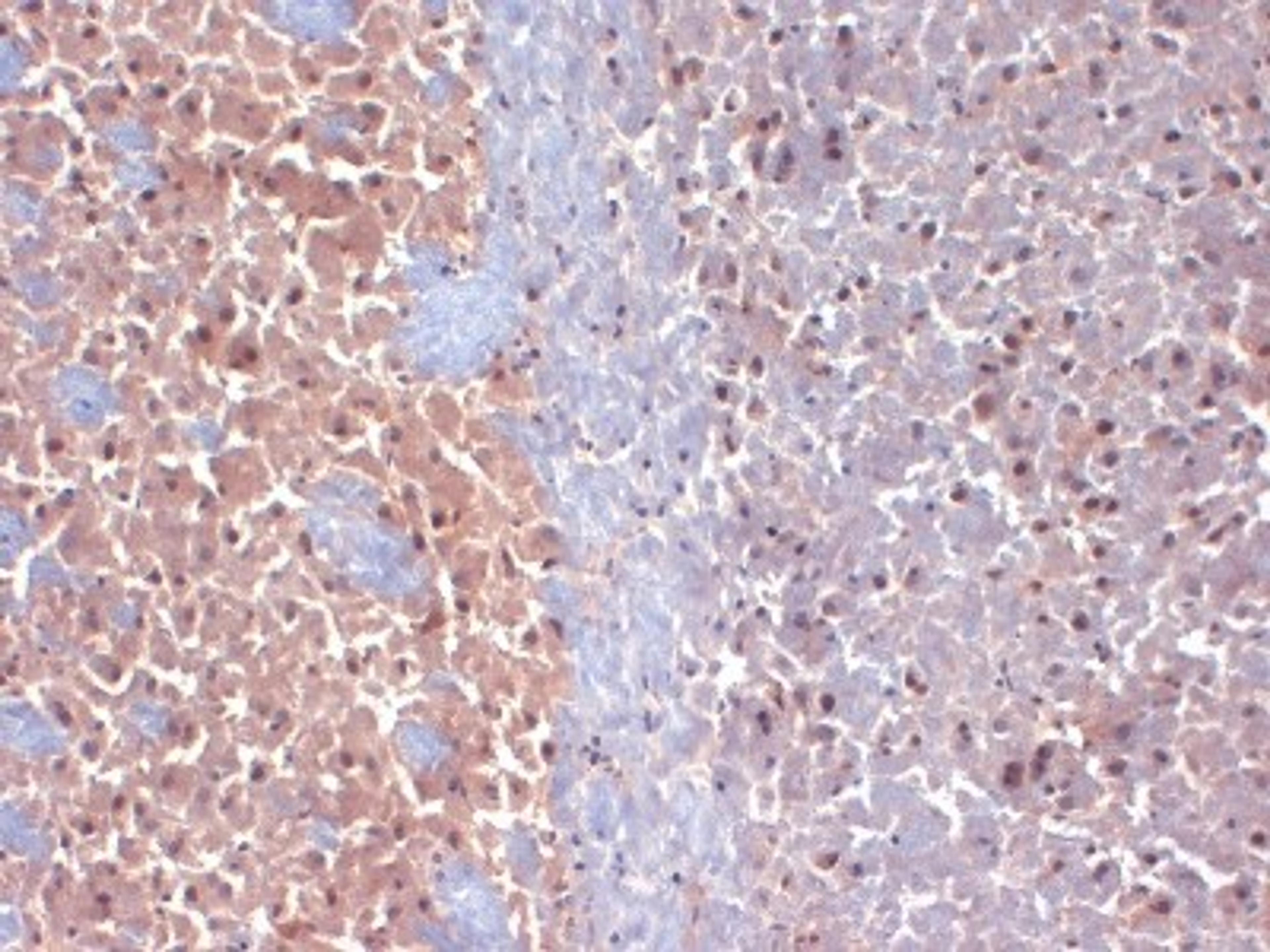 Immunohistochemistry-Frozen: Caspr2 Antibody (S67-25) [NBP1-49575] - in frozen sections of mouse brain extract using this antibody.