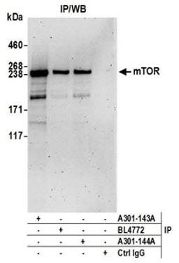 Detection of human mTOR by western blot of immunoprecipitates.