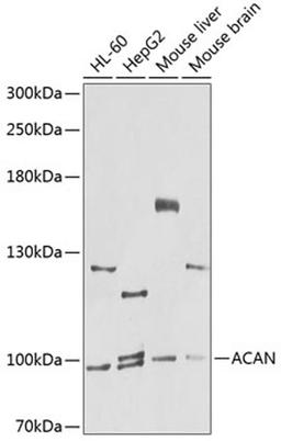 Western blot - ACAN antibody (A8536)