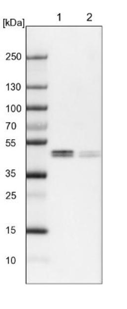 Western Blot: WIPI1 Antibody [NBP1-88878] - Lane 1: NIH-3T3 cell lysate (Mouse embryonic fibroblast cells)<br/>Lane 2: NBT-II cell lysate (Rat Wistar bladder tumour cells)