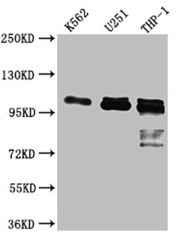 Western Blot. Positive WB detected in: K562 whole cell lysate, U-251 whole cell lysate, THP-1 whole cell lysate. All lanes: ITCH antibody at 1:1000. Secondary. Goat polyclonal to rabbit IgG at 1/50000 dilution. Predicted band size: 103, 99, 87 kDa. Observed band size: 103 kDa. 