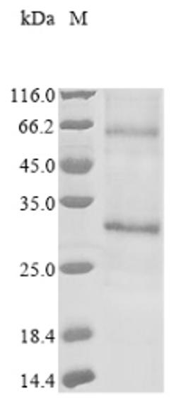 (Tris-Glycine gel) Discontinuous SDS-PAGE (reduced) with 5% enrichment gel and 15% separation gel.