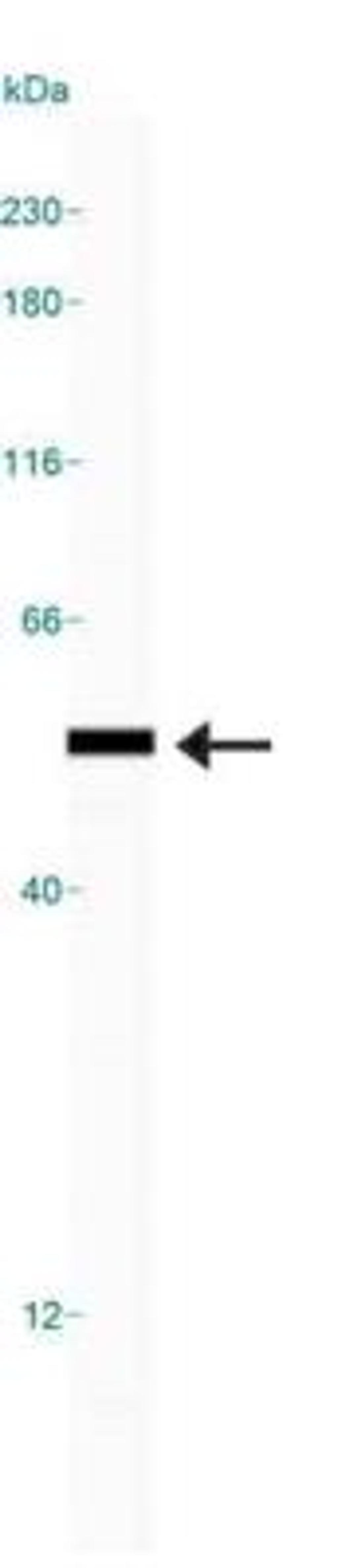 Simple Western: Mucolipin 1 Antibody [NB110-82375] - Simple Western lane view shows a specific band for Mucolipin 1 in 0.5 mg/ml of Human Brain lysate.  This experiment was performed under reducing conditions using the 12-230 kDa separation system.