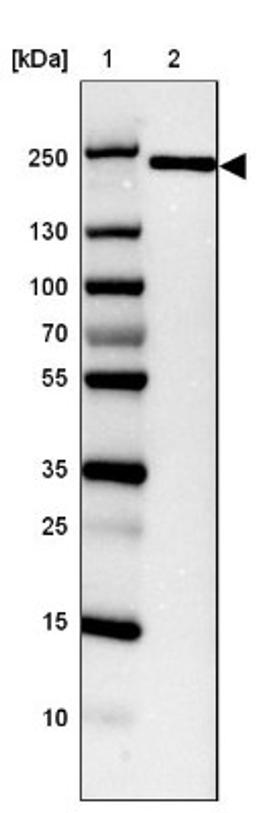 Western Blot: BCL9-2 Antibody [NBP2-14350] - Lane 1: Marker [kDa] 250, 130, 100, 70, 55, 35, 25, 15, 10<br/>Lane 2: CACO-2